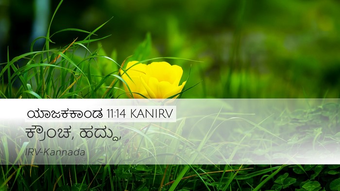 ಯಾಜಕಕಾಂಡ 11:14 KANIRV Desktop Wallpaper - ಕ್ರೌಂಚ, - Desktop Bible Verse Wallpaper