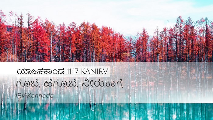 ಯಾಜಕಕಾಂಡ 11:17 KANIRV Desktop Wallpaper - ಗೂಬೆ, ಹೆಗ್ಗೂಬೆ, - Desktop Bible Verse Wallpaper