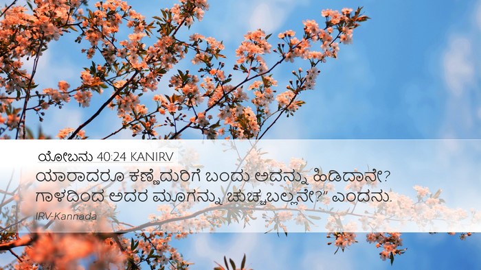 ಯೋಬನು 40:24 KANIRV Desktop Wallpaper - ಯಾರಾದರೂ - Desktop Bible Verse Wallpaper