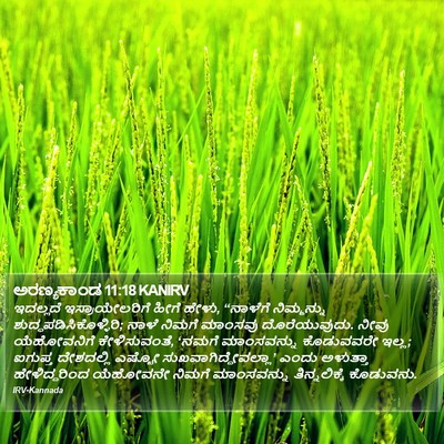 ಅರಣ್ಯಕಾಂಡ 11:18 KANIRV Bible Verse Image