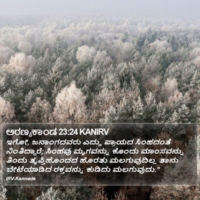 ಅರಣ್ಯಕಾಂಡ 23:24 KANIRV Bible Verse Image