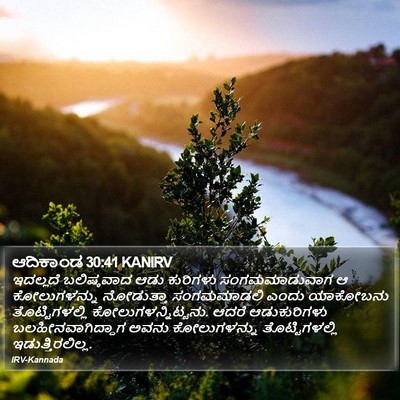 ಆದಿಕಾಂಡ 30:41 KANIRV Bible Verse Image