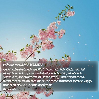 ಆದಿಕಾಂಡ 42:38 KANIRV Bible Verse Image