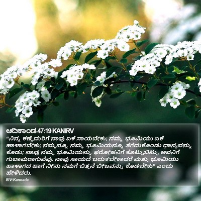 ಆದಿಕಾಂಡ 47:19 KANIRV Bible Verse Image