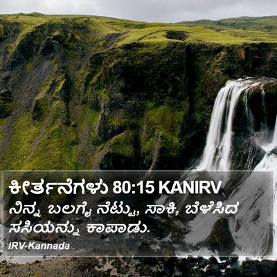 ಕೀರ್ತನೆಗಳು 80:15 KANIRV Bible Verse Image