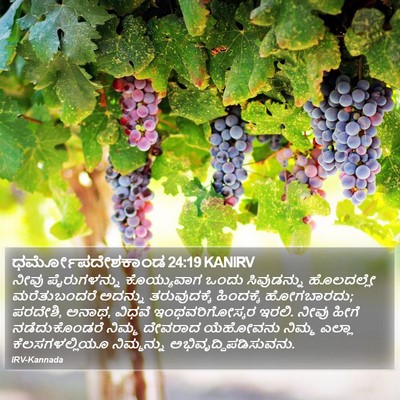 ಧರ್ಮೋಪದೇಶಕಾಂಡ 24:19 KANIRV Bible Verse Image
