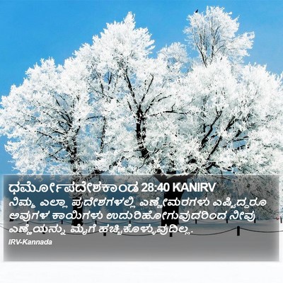 ಧರ್ಮೋಪದೇಶಕಾಂಡ 28:40 KANIRV Bible Verse Image
