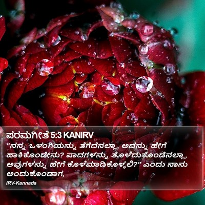 ಪರಮಗೀತೆ 5:3 KANIRV Bible Verse Image
