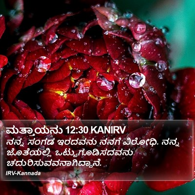 ಮತ್ತಾಯನು 12:30 KANIRV Bible Verse Image