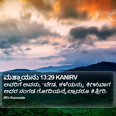 ಮತ್ತಾಯನು 13:29 KANIRV Bible Verse Image