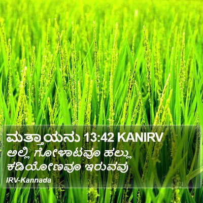 ಮತ್ತಾಯನು 13:42 KANIRV Bible Verse Image