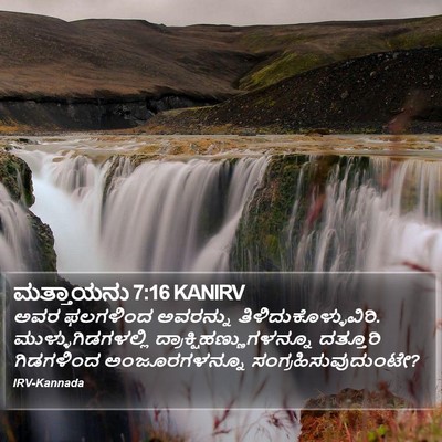 ಮತ್ತಾಯನು 7:16 KANIRV Bible Verse Image