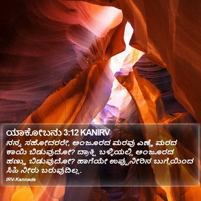 ಯಾಕೋಬನು 3:12 KANIRV Bible Verse Image
