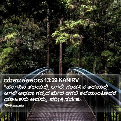 ಯಾಜಕಕಾಂಡ 13:29 KANIRV Bible Verse Image