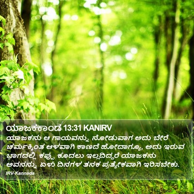ಯಾಜಕಕಾಂಡ 13:31 KANIRV Bible Verse Image