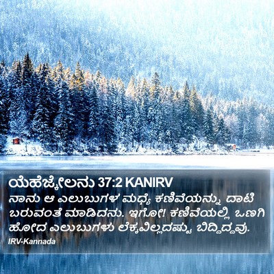 ಯೆಹೆಜ್ಕೇಲನು 37:2 KANIRV Bible Verse Image