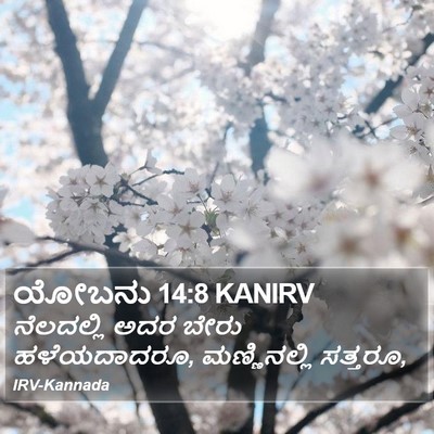 ಯೋಬನು 14:8 KANIRV Bible Verse Image