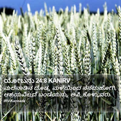 ಯೋಬನು 24:8 KANIRV Bible Verse Image