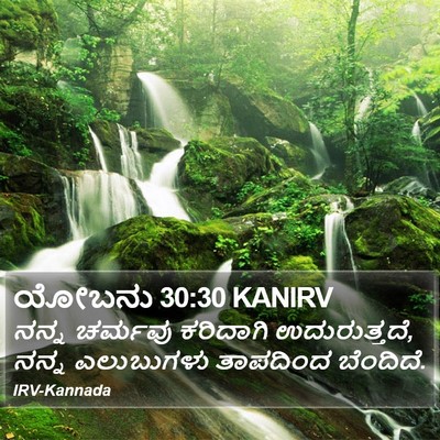 ಯೋಬನು 30:30 KANIRV Bible Verse Image