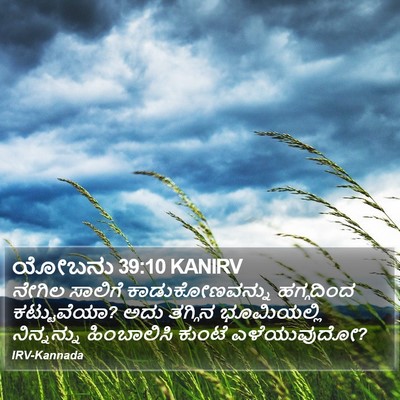 ಯೋಬನು 39:10 KANIRV Bible Verse Image