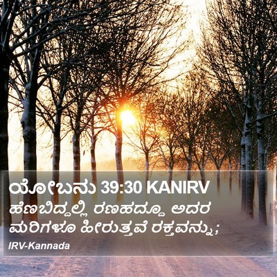 ಯೋಬನು 39:30 KANIRV Bible Verse Image