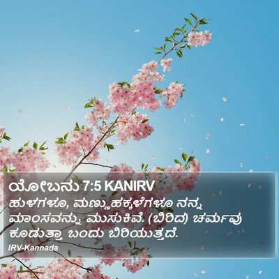 ಯೋಬನು 7:5 KANIRV Bible Verse Image
