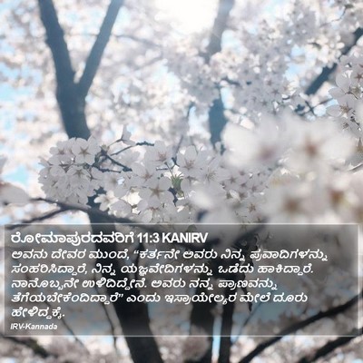 ರೋಮಾಪುರದವರಿಗೆ 11:3 KANIRV Bible Verse Image