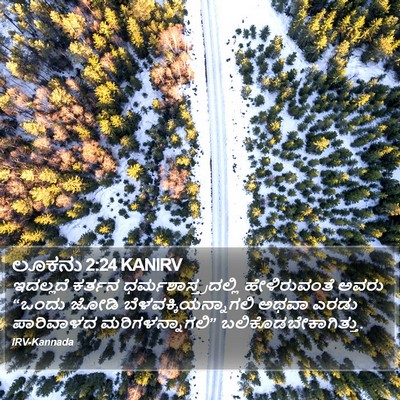 ಲೂಕನು 2:24 KANIRV Bible Verse Image
