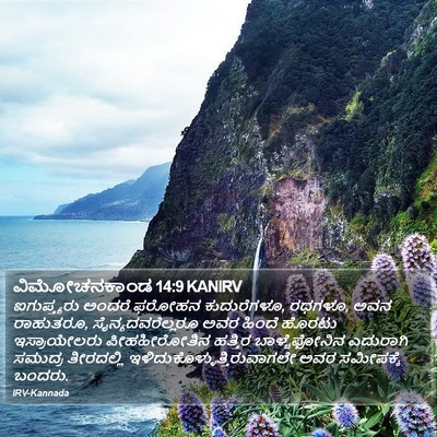 ವಿಮೋಚನಕಾಂಡ 14:9 KANIRV Bible Verse Image