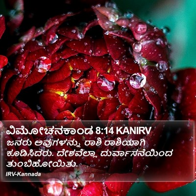 ವಿಮೋಚನಕಾಂಡ 8:14 KANIRV Bible Verse Image