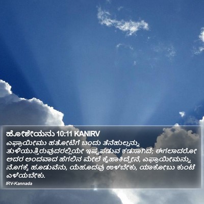 ಹೋಶೇಯನು 10:11 KANIRV Bible Verse Image