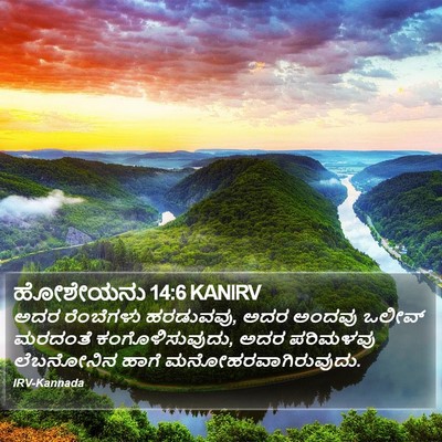 ಹೋಶೇಯನು 14:6 KANIRV Bible Verse Image