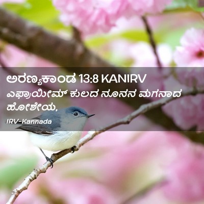 Picture 02 - ಅರಣ್ಯಕಾಂಡ 13:8 KANIRV - ಎಫ್ರಾಯೀಮ್ ಕುಲದ - Bible Verse Picture