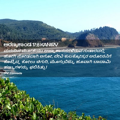 Picture 02 - ಅರಣ್ಯಕಾಂಡ 17:8 KANIRV - ಮರುದಿನ ಮೋಶೆಯು - Bible Verse Picture