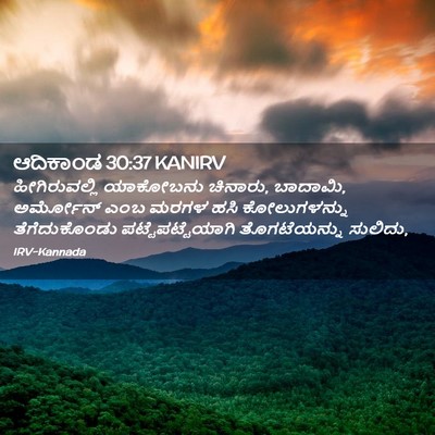 Picture 02 - ಆದಿಕಾಂಡ 30:37 KANIRV - ಹೀಗಿರುವಲ್ಲಿ - Bible Verse Picture