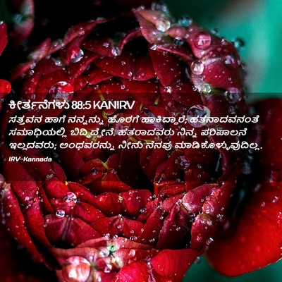 Picture 02 - ಕೀರ್ತನೆಗಳು 88:5 KANIRV - ಸತ್ತವನ ಹಾಗೆ - Bible Verse Picture