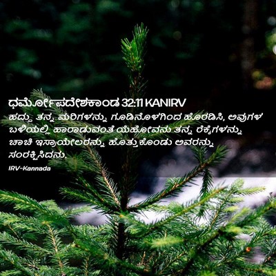 Picture 02 - ಧರ್ಮೋಪದೇಶಕಾಂಡ 32:11 KANIRV - ಹದ್ದು ತನ್ನ - Bible Verse Picture