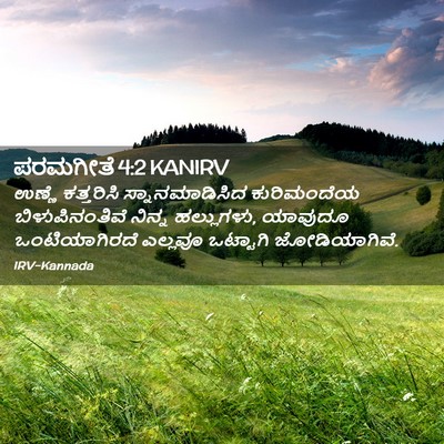 Picture 02 - ಪರಮಗೀತೆ 4:2 KANIRV - ಉಣ್ಣೆ ಕತ್ತರಿಸಿ - Bible Verse Picture