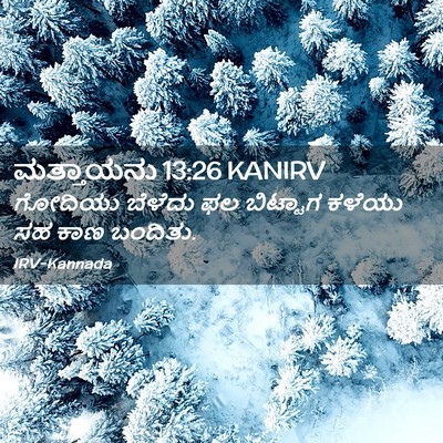 Picture 02 - ಮತ್ತಾಯನು 13:26 KANIRV - ಗೋದಿಯು ಬೆಳೆದು ಫಲ - Bible Verse Picture