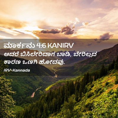 Picture 02 - ಮಾರ್ಕನು 4:6 KANIRV - ಆದರೆ ಬಿಸಿಲೇರಿದಾಗ - Bible Verse Picture