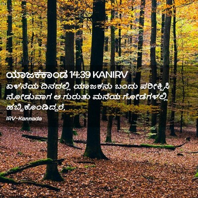 Picture 02 - ಯಾಜಕಕಾಂಡ 14:39 KANIRV - ಏಳನೆಯ ದಿನದಲ್ಲಿ - Bible Verse Picture