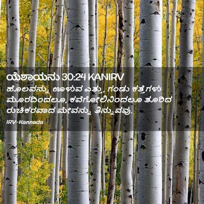 Picture 02 - ಯೆಶಾಯನು 30:24 KANIRV - ಹೊಲವನ್ನು ಊಳುವ - Bible Verse Picture