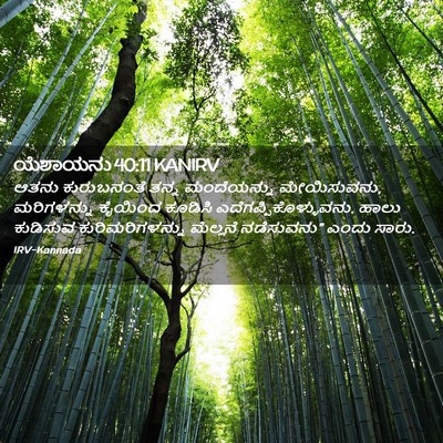 Picture 02 - ಯೆಶಾಯನು 40:11 KANIRV - ಆತನು ಕುರುಬನಂತೆ - Bible Verse Picture