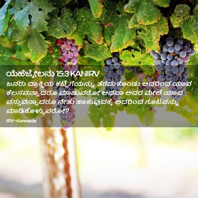 Picture 02 - ಯೆಹೆಜ್ಕೇಲನು 15:3 KANIRV - ಜನರು ದ್ರಾಕ್ಷಿಯ - Bible Verse Picture