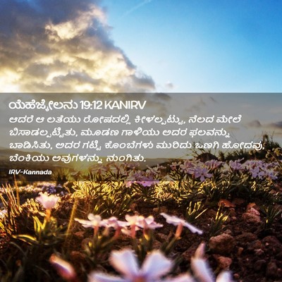 Picture 02 - ಯೆಹೆಜ್ಕೇಲನು 19:12 KANIRV - ಆದರೆ ಆ ಲತೆಯು - Bible Verse Picture