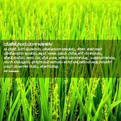 Picture 02 - ಯೆಹೆಜ್ಕೇಲನು 20:47 KANIRV - ಆ ವನಕ್ಕೆ ಹೀಗೆ - Bible Verse Picture