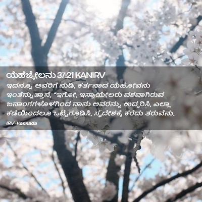 Picture 02 - ಯೆಹೆಜ್ಕೇಲನು 37:21 KANIRV - ಇದನ್ನೂ ಅವರಿಗೆ - Bible Verse Picture