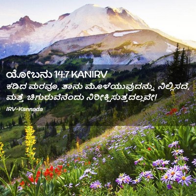 Picture 02 - ಯೋಬನು 14:7 KANIRV - ಕಡಿದ ಮರವೂ, ತಾನು - Bible Verse Picture