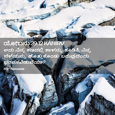 Picture 02 - ಯೋಬನು 39:12 KANIRV - ಅದು ನಿನ್ನ ಕಣದಲ್ಲಿ - Bible Verse Picture