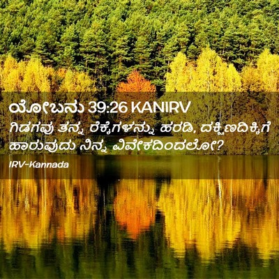 Picture 02 - ಯೋಬನು 39:26 KANIRV - ಗಿಡಗವು ತನ್ನ - Bible Verse Picture